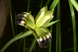 Iris tuberosa RCP3-09 067.jpg
